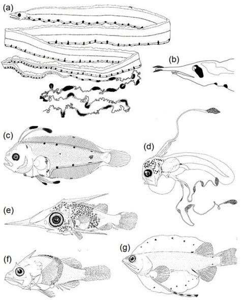 43 Years after H.G. Moser’s Seminal “Morphological and Functional ...