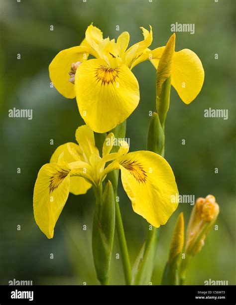 Yellow Flag or Iris flowers and buds Iris pseudacorus a common ...