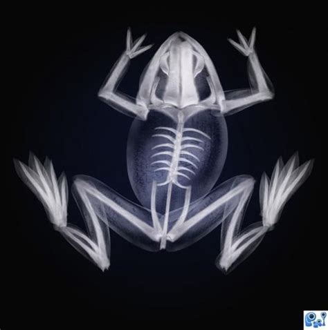 animal xray pictures