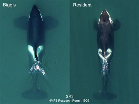 Giant Killer Whale This Weird Looking Killer Whale Is A New Species,