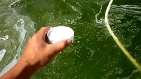 How to Keep Play Pools Clean 的图像结果