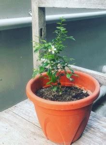 Platone Murraya Paniculata Plant Price in India - Buy Platone Murraya ...