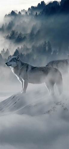 Wolf Iphone X Wallpaper by Wolf Iphone Wallpapers Top Free Wolf Iphone Backgrounds Wolf Iphone X Wallpaper