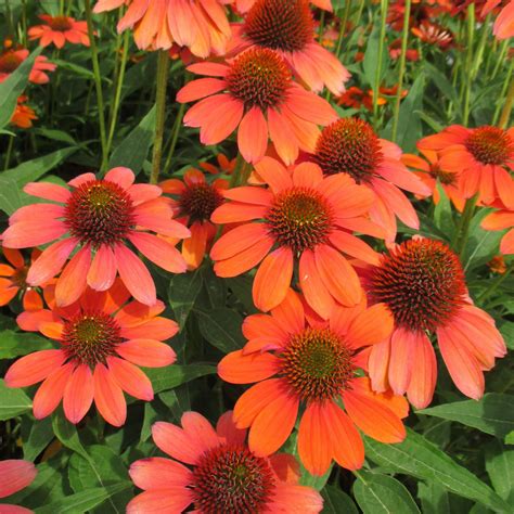 Perennials - Tagged "Perennials- Part Sun" - Miller Plant Farm