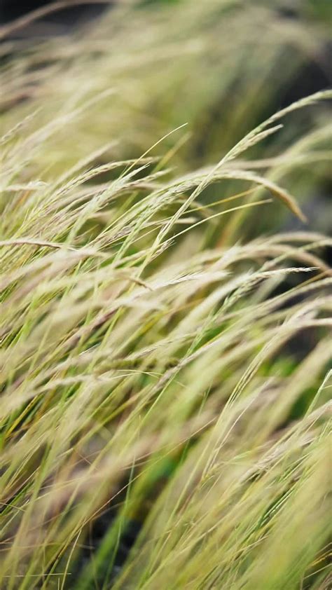 Image result for Free Short Clips for Video Editing