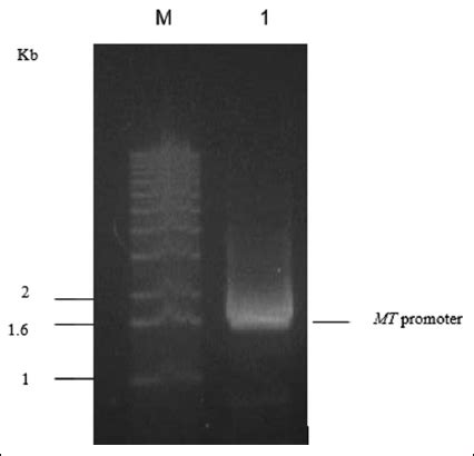 Expression pattern of promoters driving eGFP expression in Arabidopsis ...