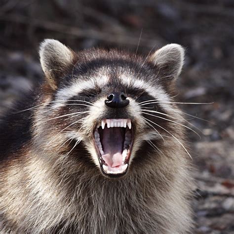 Will Raccoons Attack Dogs
