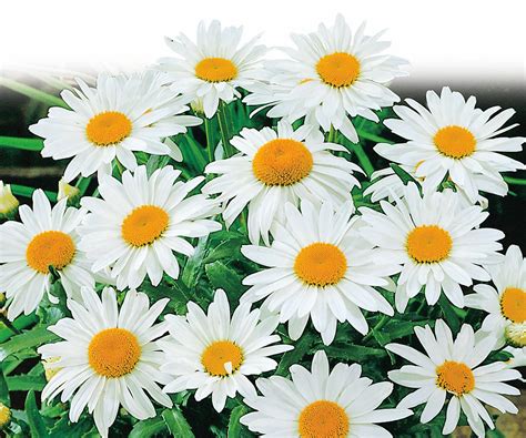 Best Shasta daisies – 10 varieties of these joyful,…