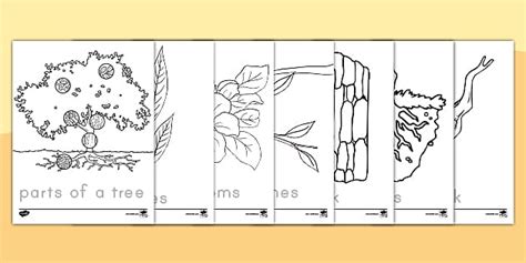 Early Childhood Parts of a Tree Trace and Color Activity