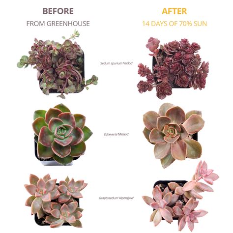 Using Sunlight to get Colorful Succulents - Mountain Crest Gardens