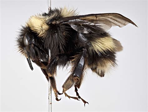 COSEWIC Assessment and Status Report on the Western Bumble Bee Bombus ...