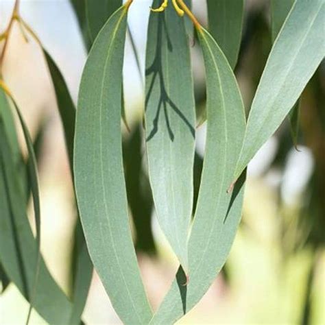 Live Green Plant Seeds | Eucalyptus White/Safeda Seeds/White Gum ...