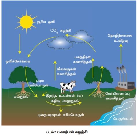 சூழ்நிலை மண்டலத்தின் முக்கியக் கூறுகள் | Ecosystem and Major components ...