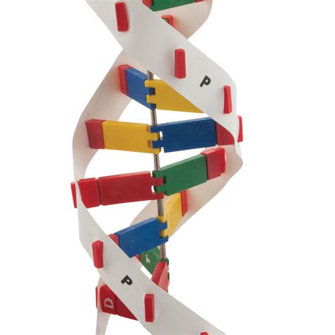 DNA Model Kit 的图像结果