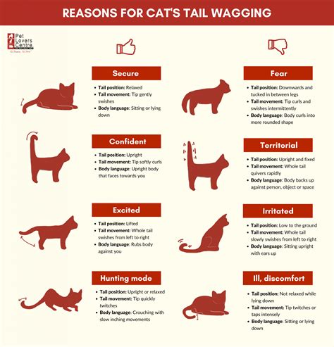 Why Do Cats Wag Their Tails: 8 Reasons & How To Understand | Cat tail ...