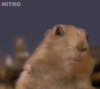 Image result for Exploding Chipmunk