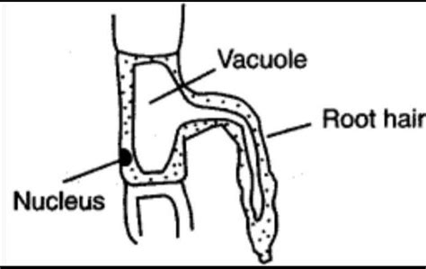 Draw neat labelled diagram of A Epidermal cells showing Fully grown ...