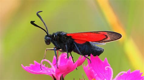 Download wallpaper 2560x1440 six-spot burnet, butterfly, flowers, macro ...