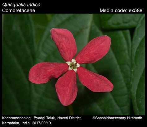 Combretum indicum | Butterfly