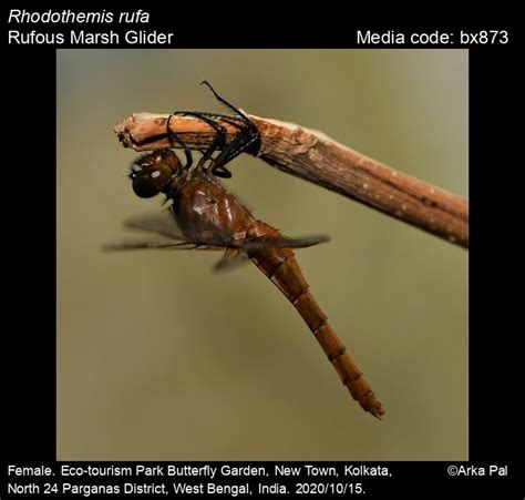 Rhodothemis rufa | Odonata