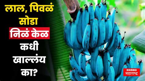 Image result for Eating Blue Java Banana