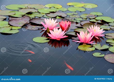 Pond with Pink Water Lily and Koi Fish Stock Image - Image of beauty ...