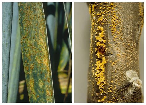 Fungi — lesson. Science CBSE, Class 8.