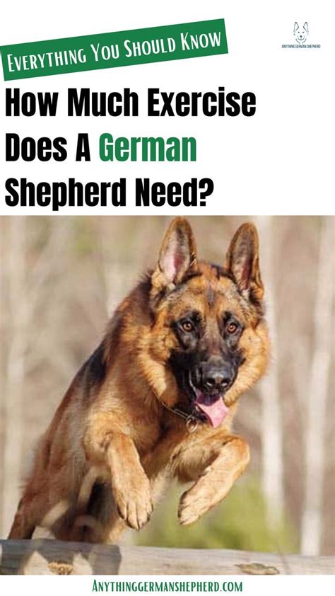 Image result for German Shepherd Exercise Chart
