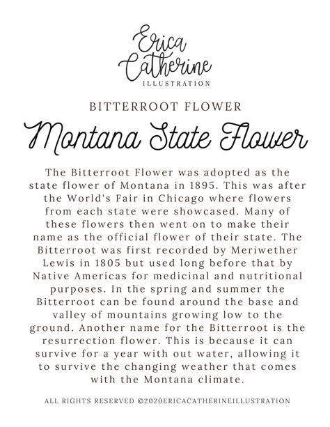 Montana State Flower