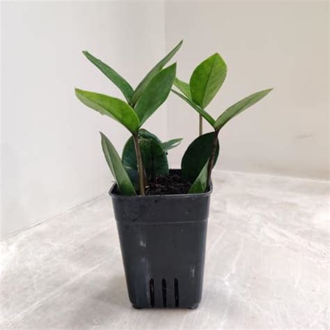 CAPPL Zamia ZZ Indoor Air Purifying Plant with Plastic Pot (Zamioculcas ...