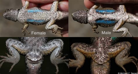 Lizard Cloaca