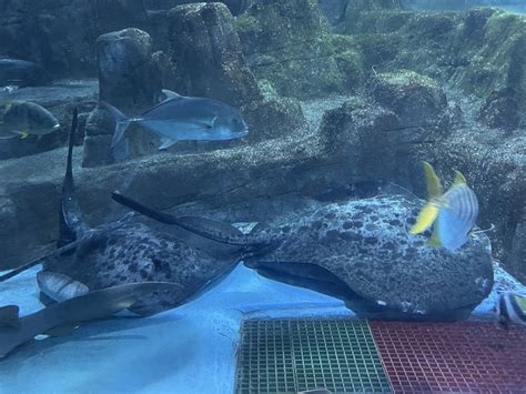 Image result for Poisson Animal