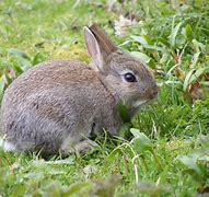 Image result for Victorian Era Rabbit