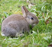 Image result for Spring Rabbit