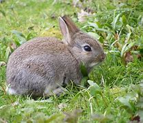 Image result for Caroon Good Morning Rabbit