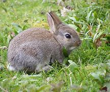 Image result for Three Baby Rabbit
