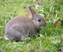 Image result for Wild Rabbit House