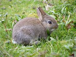 Image result for Rabbit Nursing Baby