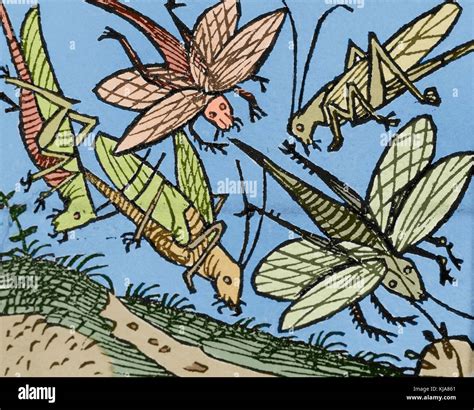 Swarm Of Locusts Bible