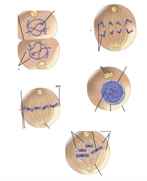 Stages of cell cycle Diagram | Quizlet