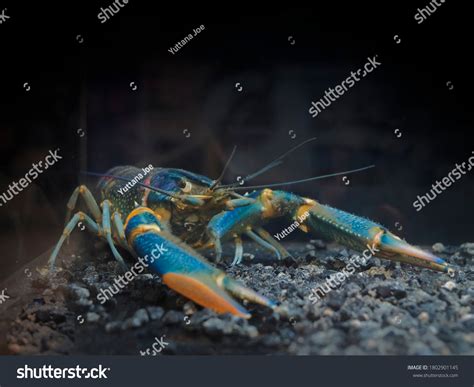 Phylum Of Crayfish