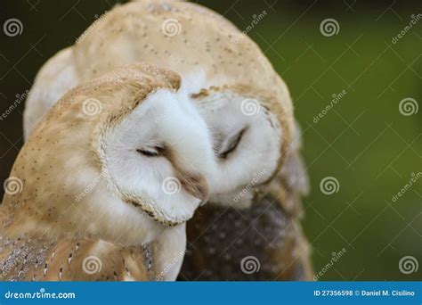 Couple of Barn Owls or Common Barn Owls Stock Photo - Image of falcon ...