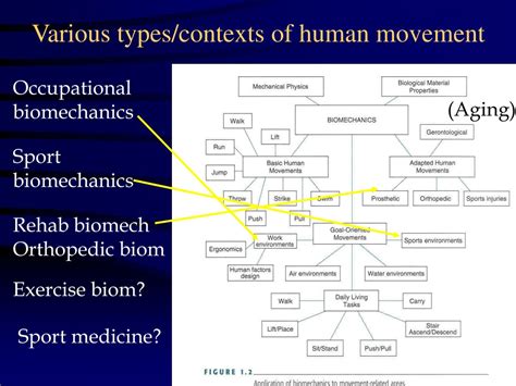 PPT - What is Biomechanics? PowerPoint Presentation, free download - ID ...