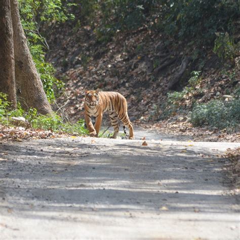 CORBETT JUNGLE SAFARI (2026) All You Need to Know BEFORE You Go (with ...