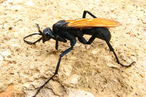 Tarantula Hawk Sting Tarantula Hawk (Pompilidae) | About Animals