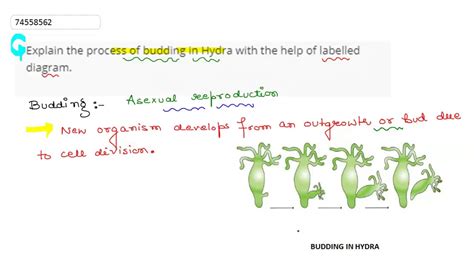 Image result for Budding Process