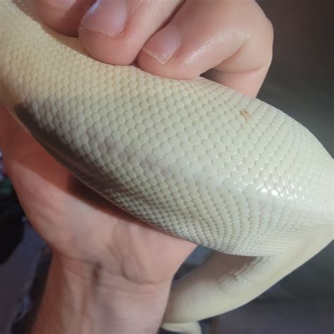 Image result for Ball Python Markings