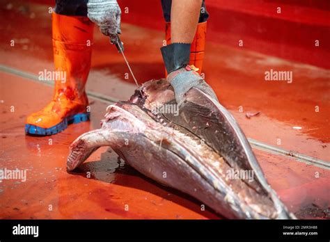 Image result for Fish processing Fish Canning Process