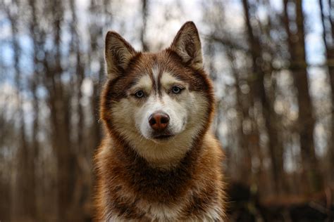 Brown Siberian Husky