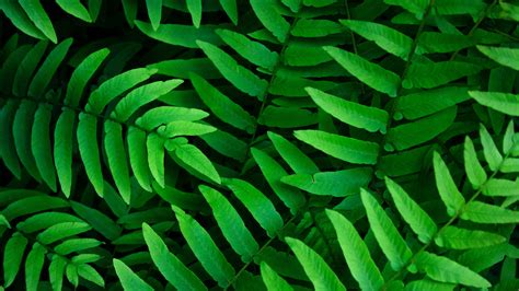 Image result for HTML Code If